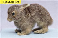 藏品(臺灣野兔)的圖片